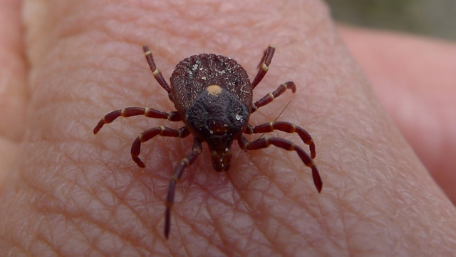Tick from Jarrahdale state forrest